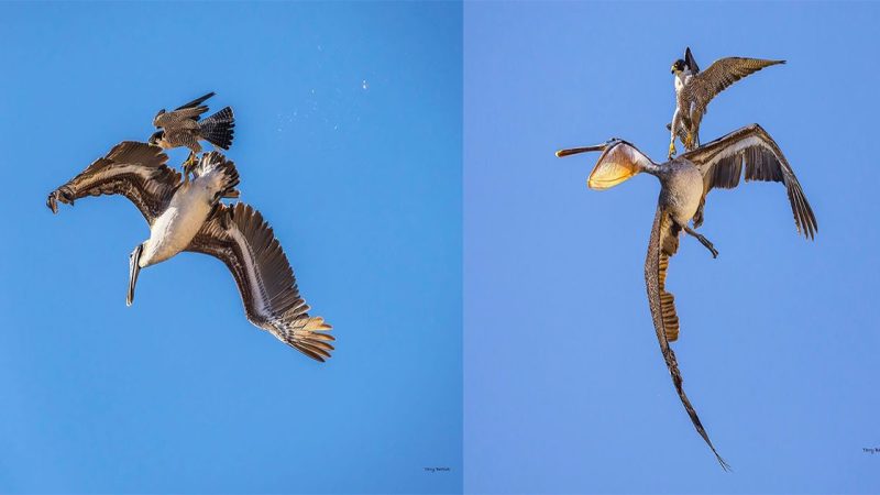 The spectacular moment the world’s fastest bird appears to hitch a ride on one of the world’s laziest!